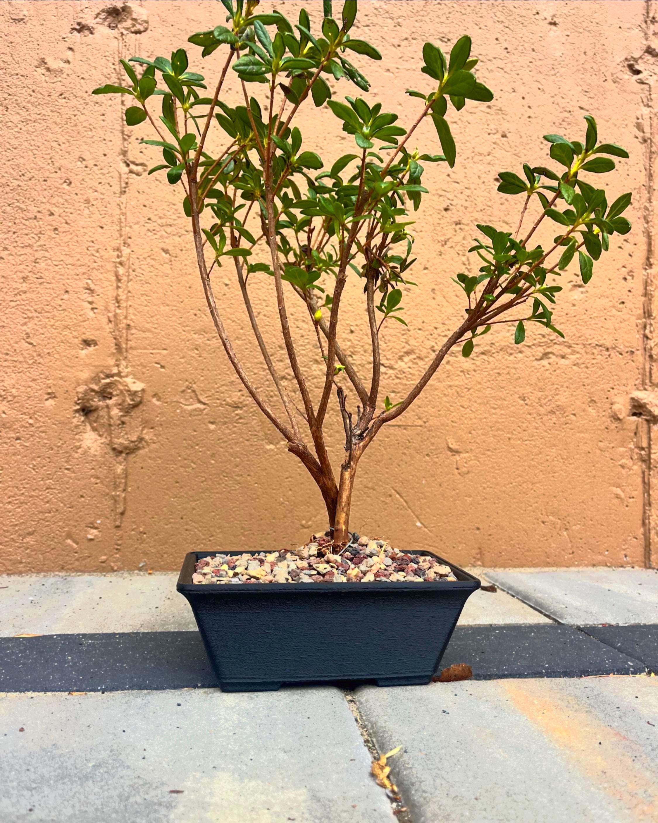 Bonsai topf - Etsy.de