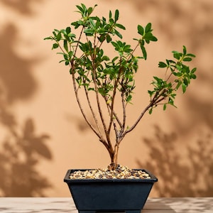 Puede incluir: Un pequeño bonsái verde con ramas marrones delgadas y hojas vibrantes plantado en una maceta rectangular de cerámica negra. La superficie de la tierra está cubierta con pequeñas piedras de color beige y gris oscuro, ofreciendo un aspecto limpio.