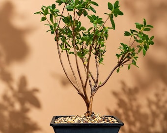 Modern Bonsai Pot Minimalist Planter