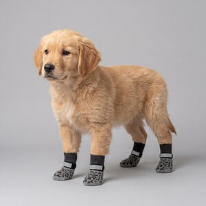 May include: A golden retriever puppy wearing gray and black dog booties with a leopard print design. The puppy is standing on a gray background, looking to the left.