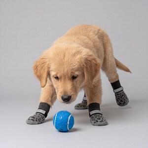 May include: A golden retriever puppy wearing gray and black patterned dog socks, with a blue tennis ball in front of it. The puppy is looking down at the ball, ready to play. The socks have a leopard print design.