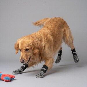 May include: A golden retriever dog wearing gray and black leopard print dog boots with black velcro straps. The dog is looking down at a colorful toy. The background is a solid gray.