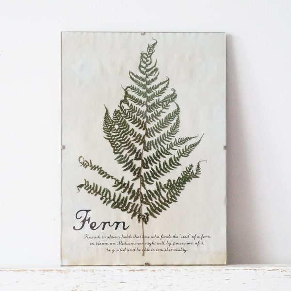 Pressed Herbs- Fern in Frame (6)