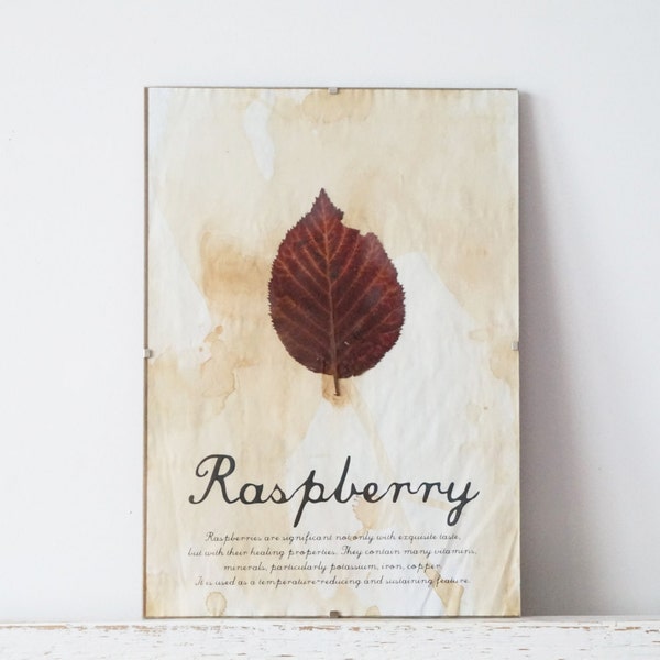 Pressed Leaf- Raspberry Leaf in Frame (1)