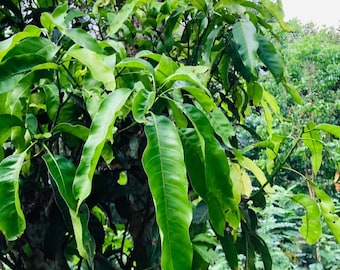 Hojas de mango secas para infusiones, rituales y manualidades (orgánicas)