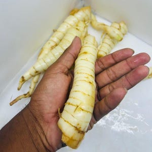 May include: Close-up of several white and tan rhizomes, with a hand holding one. The rhizomes have a segmented appearance with tan lines and tips. The background is a plain white surface. The image showcases fresh produce.