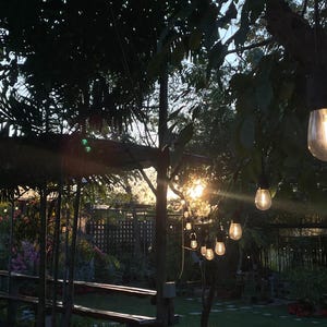 May include: A string of clear glass Edison-style light bulbs with black sockets hanging from a wooden structure in an outdoor garden setting during sunset, with the sun glowing brightly through the trees in the background.