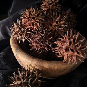 May include: A wooden bowl filled with several brown, spiky seed pods. The bowl has a natural wood grain pattern and sits on a dark, textured surface. The seed pods are a reddish-brown color and have a star-like shape.