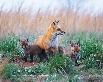 Fox Art Print Photograph - Fine Art Photo Red Fox Kits Family