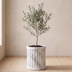 Könnte beinhalten: Ein Olivenbaum in einem weißen Marmor-Pflanzgefäß. Der Pflanztopf hat vertikale Rillen und einen runden Sockel. Der Baum hat grüne Blätter und einen schlanken Stamm. Der Pflanztopf steht auf einem Holzboden.