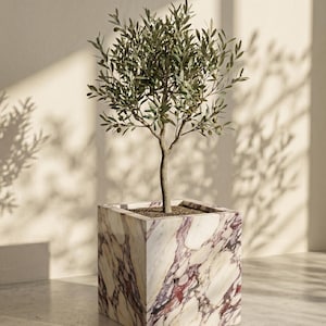 May include: An olive tree in a square marble planter. The planter has a white and purple veined pattern. The tree has green leaves and small olives. The background is a light beige wall with shadows.