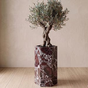 Könnte beinhalten: Ein Olivenbaum in einem hohen, sechseckigen Pflanzgefäß. Der Pflanztopf besteht aus rotem und weißem Marmor. Der Baum hat einen verdrehten Stamm und grüne Blätter. Der Baum ist ein dekoratives Element für die Inneneinrichtung.