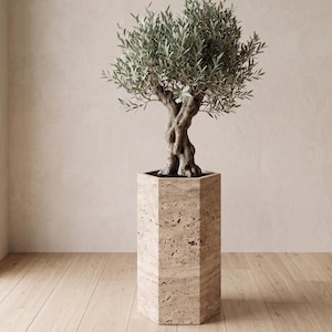 Peut inclure: Un olivier dans un pot géométrique beige. L'arbre a un tronc épais et texturé et des feuilles vertes luxuriantes. Le pot est de forme hexagonale, en pierre de couleur claire. Le fond est un mur beige neutre et un plancher en bois clair.