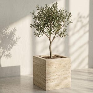 May include: An olive tree in a square, light-colored stone planter. The tree has green leaves and small olives. The planter sits on a light-colored floor, with shadows cast on the wall.