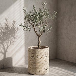 Op de afbeelding: Een kleine olijfboom in een cilindrische, getextureerde beige stenen pot. De boom heeft slanke takken met groene bladeren. De pot staat op een betonnen oppervlak, met schaduwen.