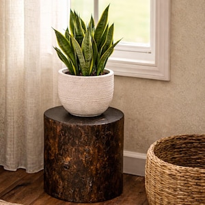 May include: A potted snake plant with green and yellow leaves sits in a textured white pot. The pot rests on a dark brown, cylindrical wooden side table. A woven basket is in the background.