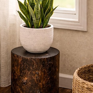 Puede incluir: Una planta de serpiente con hojas verdes largas y puntiagudas con bordes amarillos, en una maceta de cer&aacute;mica blanca con textura. La planta descansa sobre un taburete cil&iacute;ndrico de madera de color marr&oacute;n oscuro con veta y acabado natural.