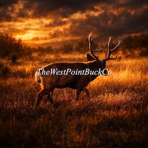 May include: A majestic deer with large antlers walks through a field of tall grass, bathed in the warm glow of a sunset. The sky is filled with dramatic clouds, and the text "TheWestPointBuckCo" is visible.
