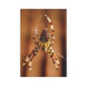 Pode incluir: Imagem detalhada de uma aranha na sua teia. O corpo da aranha tem um padrão com tons de castanho, amarelo e vermelho. As suas pernas são listradas com cores semelhantes. O fundo é um castanho quente desfocado.