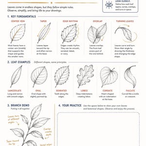 Puede incluir: Una hoja educativa de desaf&iacute;o de dibujo de 30 d&iacute;as titulada Day 15: Leaves & Botanical Shapes. Presenta ilustraciones de arte lineal en blanco y negro de varios tipos de hojas, incluyendo formas lanceoladas, ovaladas, serradas, lobuladas, cordadas y falcadas.