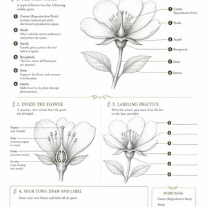 May include: An educational poster titled UNDERSTANDING FLOWER ANATOMY featuring black and white botanical illustrations. It includes diagrams of flower parts, a cutaway view, a labeling practice section, and a word bank for educational study.