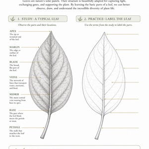 May include: An educational chart titled Understanding Leaf Structure featuring two black and white line drawings of leaves. The left leaf is labeled with parts including apex, margin, blade, veins, midrib, base, and petiole. The right leaf is blank for practice.