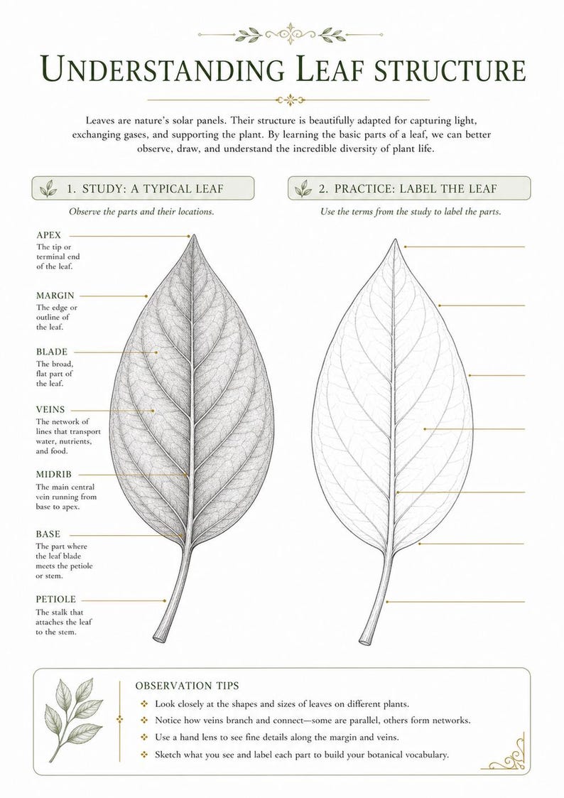 May include: An educational chart titled Understanding Leaf Structure featuring two black and white line drawings of leaves. The left leaf is labeled with parts including apex, margin, blade, veins, midrib, base, and petiole. The right leaf is blank for practice.