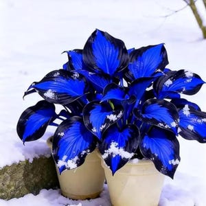 Hosta “Elephant Ears” Seeds – Large Leaf Outdoor Shade Garden Plant