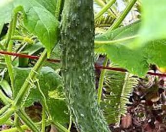 Pepino trepador japonés. Solo disponible para recoger en tienda. Disponible a partir del 15 de abril en invernadero. ¿Planta en exterior? Vuelva a realizar su pedido después del 1 de mayo para recogerlo el 30 de mayo.