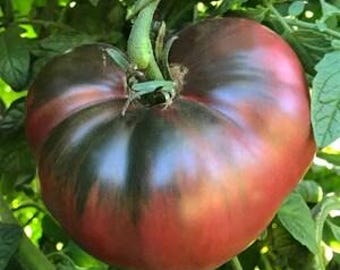 Tomate Cherokee Purple. Solo disponible para recoger en tienda a partir del 15 de abril. Invernadero. ¿Plantación al aire libre? Vuelva a realizar su pedido después del 1 de mayo para recogerlo el 30 de mayo.