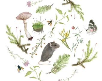 Peut inclure: Une illustration à l'aquarelle présentant une souris grise au centre, entourée d'éléments botaniques variés dont un champignon brun clair, des fougères vertes, de la mousse, des fleurs jaunes, un petit papillon et deux insectes en cercle.