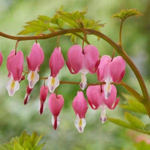 May include: Close-up of a branch with several pink bleeding heart flowers. The heart-shaped flowers have white and yellow accents and hang from a curved stem with green leaves. The background is a soft green.