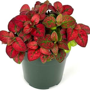 Hypoestes Red Splash Live Plant – Polka Dot Houseplant in 2" Pot for Indoor Decor