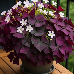 Peut inclure: Une plante d'Oxalis, avec des feuilles pourpres en forme de trèfle et de petites fleurs blanches. La plante est dans un pot gris foncé, posé sur une surface en bois. Les fleurs ont cinq pétales et sont regroupées au-dessus du feuillage.