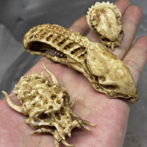 May include: Three beige-colored, detailed alien skull sculptures. One is a long, skeletal head with a detailed jaw. Two smaller skulls are also visible, one with a spiky crown and the other with a smooth, rounded top.