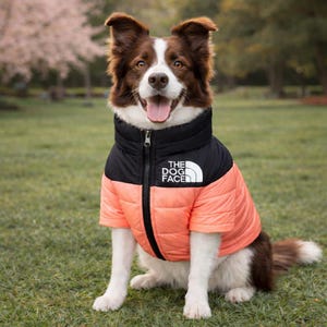May include: A dog wearing a black and coral puffer jacket with a zipper. The jacket has a black collar and the text "THE DOG FACE". The dog is brown and white, sitting on grass. The jacket is a winter coat.