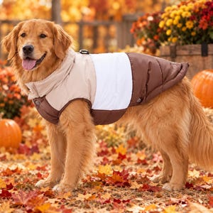 May include: A golden retriever wearing a color-blocked dog vest featuring a beige collar section, a white midsection, and a brown rear section. The quilted vest has a high neck, a small black buckle at the collar, and visible snap buttons.