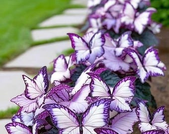 May include: A row of butterfly-shaped flowers with white and purple petals. The flowers are arranged in a line along a stone path, with green grass in the background. The flowers have dark green leaves.