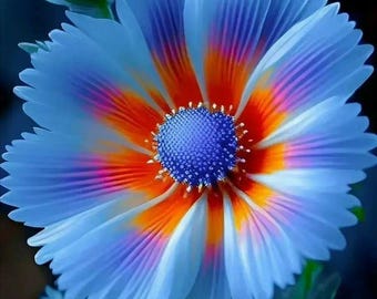 May include: A close-up of a vibrant flower with blue petals, orange and purple accents, and a blue center. The flower has a delicate, layered appearance, with a bud and green leaves visible.