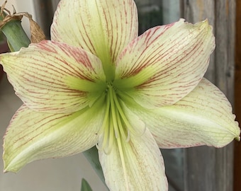 Hippeastrum Amaryllis de luz verde para jardín / Bulbos de Hippeastrum para flor