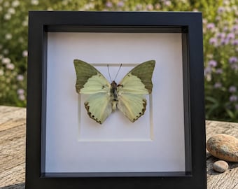 Real Turquoise Butterfly Specimen in Glass Dome, Woodland Decor, Botanical Gift