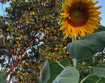 Mammoth Sunflower Seeds, Giant Heirloom, Open-Pollinated, 20 or 50 Seeds