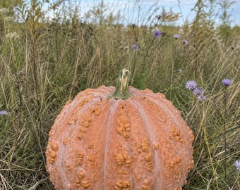 Musquee de Maroc Pumpkin Seeds - Warted Moroccan Heirloom, Vine Borer Resistant Squash