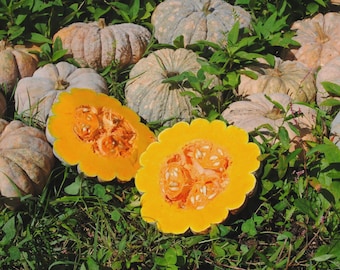 Thai Kang Kob Pumpkin Seeds, Heat Tolerant Asian Heirloom, Vine Borer Resistant, 10-20 Seeds