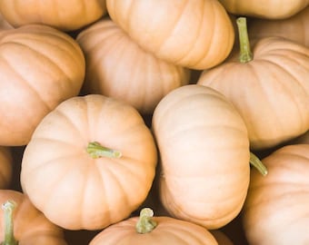 Spell Cast F1 Pumpkin Seeds, Buff Moschata Hybrid for Fall Decor, 10 Seeds