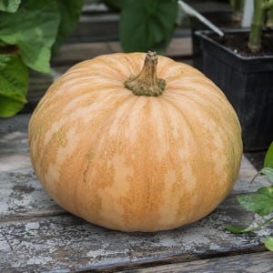 La Estrella F1 tropical pumpkin - ripe buff-orange fruit on a garden table - heat tolerant moschata hybrid