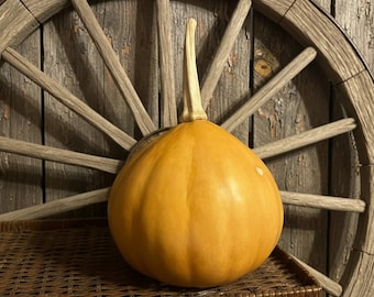 Seminole Pumpkin Seeds, Vine Borer Resistant Florida Heirloom, 10 Seeds