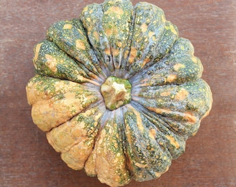 Chinese Tropical Pumpkin Seeds, Sweet Moschata Heirloom, Vine Borer Resistant, 10-20 Seeds