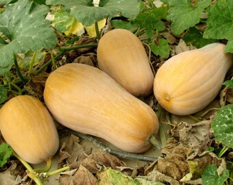 Mrs. Amerson's Pumpkin Seeds, Southern Heirloom Pie Pumpkin, Vine Borer Resistant, 10-20 Seeds