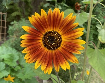 Spring Garden Starter Kit, Heirloom Seeds and Small Batch Coffee Gift, 8oz